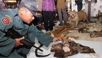 Barang bukti kulit hewan langka ini diamakan di rumah ES di Kedoya, Jakarta Barat. Pool/Lamhot Aritonang/detikFoto.