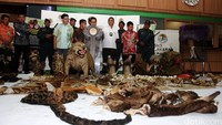 Petugas menggelar barang bukti kulit hewan langka di kantor Kementerian Lingkungan Hidup dan Kehutanan, Jakarta, Jumat (15/1/2016). Pool/Lamhot Aritonang/detikFoto.