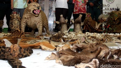 KLHK Amankan Kulit Hewan Langka