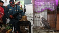 Petugas juga mengamankan burung jalak dan elang. Pool/Lamhot Aritonang/detikFoto.