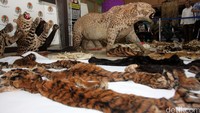 Barang bukti yang berhasil diamankan mulai dari kulit harimau utuh, kulit beruang hingga tulang. Pool/Lamhot Aritonang/detikFoto.