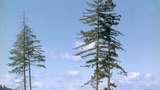 Ternyata Ini Jenis Pohon Tertinggi di Dunia, Ada di Negara Mana?