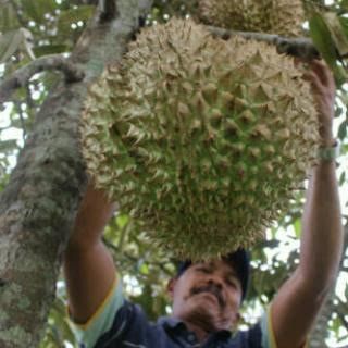 Durian Rosulin memiliki berat 10 kg