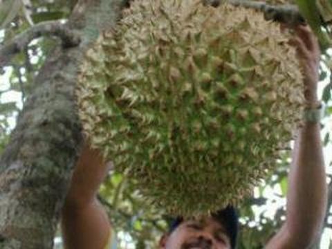 Durian Rosulin memiliki berat 10 kg