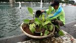 Perawatan Taman Bundaran HI