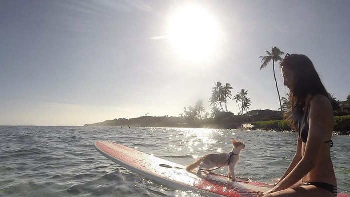 Gemas! Kucing Ini Senang Sekali Surfing di Pantai Hawaii