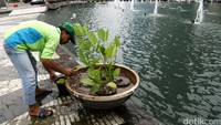 Sampah di pot bunga juga dibersihkan.