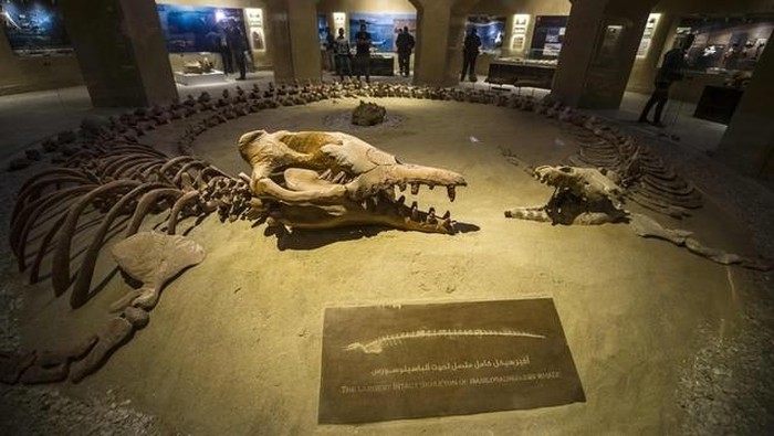 Keren! Mesir Punya Museum Fosil di Tengah Gurun Pasir