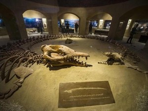Keren! Mesir Punya Museum Fosil di Tengah Gurun Pasir