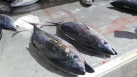 Hasil melaut dipindahkan dari kapal ke dalam mobil. Ikan-ikan tersebut kemudian akan didistribusikan (Kurnia/detikTravel)