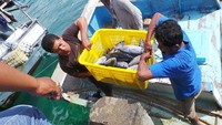 Di kawasan Teluk Pasarwajo di Buton, ada Pelabuhan Pendaratan Ikan yang bisa dikunjungi wisatawan. Di sini, wisatawan bisa melihat aktivitas nelayan ketika pulang melaut (Kurnia/detikTravel)
