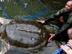 Duka Rakyat Vietnam Atas Kematian Kura-kura Langka