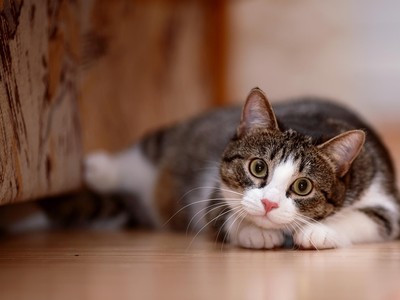 8 Bulan Hilang, Kucing Ditemukan Berkat Suara Ngeong yang Khas