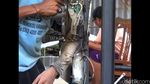 Begini Canggihnya Tangan Cyborg Ciptaan Tawan