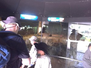 Komodo Jadi Hewan Favorit Pengunjung di Kebun Binatang Sydney