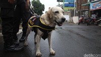 Anjing pelacak juga ikut serta dalam operasi gabungan tersebut. Operasi gabungan ini dilakukan pasca penggerebakan di rumah bandar Narkkoba di Jl Slamet Riyadi 4, Kelurahan Kebon Manggis, Jaktim pada Senin (18/1) lalu. Dalam penggerebekan itu 1 anggota polisi dan 1 orang informan polisi tewas.