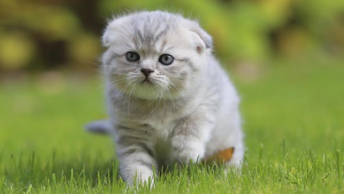 Ilustrasi kucing lucu