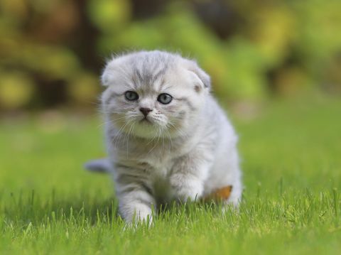 Unik Bangkitkan Keintiman Pasutri Lihat Gambar Kucing Lucu Lewat Foto