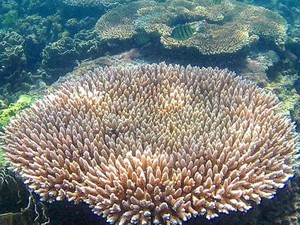 Begini Indahnya Alam Bawah Laut Pulau Bangka