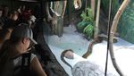 Komodo & Ular Piton Asli Indonesia di Kebun Binatang Sydney