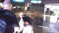 Komodo di Taronga Zoo ukurannya tidak terlalu besar. Panjangnya tak sampai dua meter dan ukuran tubuhnya tidak gembrot. Namun seekor komodo ini sudah jadi primadona, hampir setiap pengunjung berfoto dengan komodo, orang tua memperkenalkan komodo dragon kepada anaknya (Elvan/detikTravel)