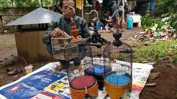 Kicau Mania Hobi Rakyat Sampai Pejabat Dari Pleci Sampai Cucak Rowo