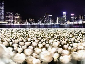 Valentine di Hong Kong, Ada Lautan Mawar yang Menyala Saat Malam!