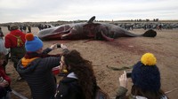 2 Ekor paus mati dengan kondisi perut robek di pantai Skegness, Inggris, Selasa (25/1). REUTERS/Andrew Yates.