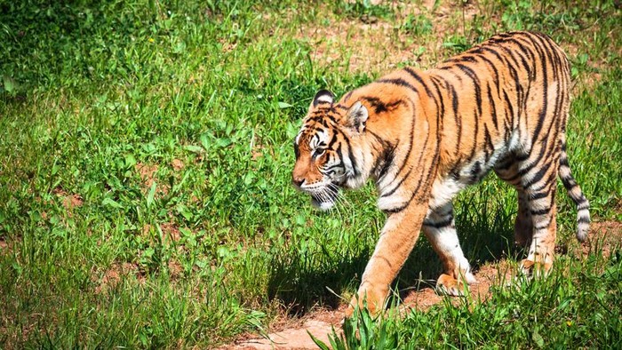 harimau siberia