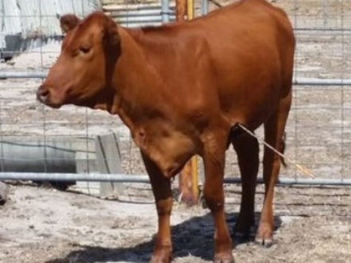 Panah Menancap di Perut Sapi ini Selama 3 hari