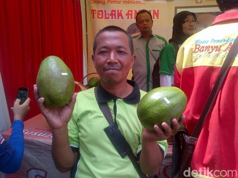 Wow, Alpukat yang Ditanam Petani Semarang ini Berukuran Jumbo