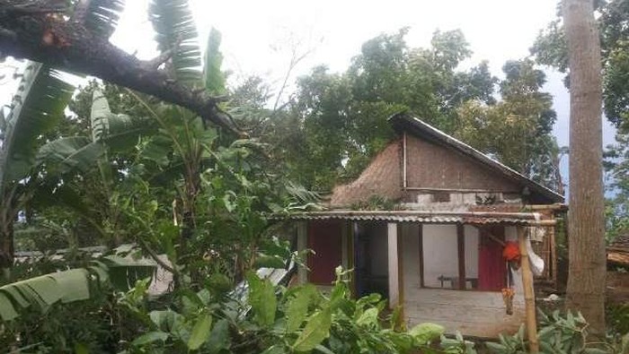 Pohon Tumbang di Pasuruan Timpa Rumah dan Mobil