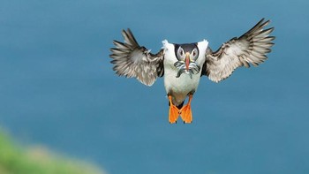 Berlokasi di Islandia, tampak seekor burung puffin terbang dengan berisikan belut di mulutnya. Karya mengesankan dari fotografer David Godfrey. Foto: National Geographic Traveller