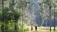 Ada juga wisata menyusuri hutan di Papua yang asri. Afif Farhan/detikTravel