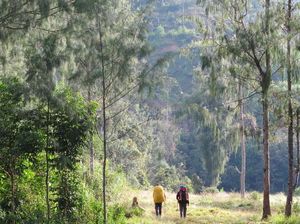 Trekking di Hutan Papua: Lihat Tanaman sampai Bertemu Cenderawasih