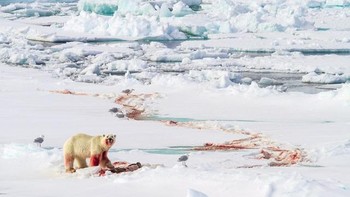 Karya dramatis fotografer Agnes Proudhon-Smith yang mengabadikan beruang putih dengan penuh darah di mulutnya gambar ini diambil di Svalbard, Norwegia.  Foto: National Geographic Traveller