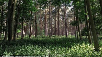 Ketika sedang bersepeda ia melihat pemandangan pepohonan yang cantik kemudia ia memotret dengan kamera iPhone di Norfolk. Foto: National Geographic Traveller