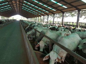 Mendag Jamin Impor Sapi dari India Tidak Akan Langgar Aturan