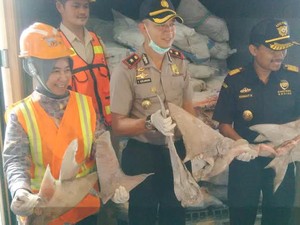Penyelundupan 20 Ton Sirip Hiu Digagalkan