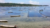 Warga Nusa Lembongan sebagian besar berprofesi sebagai petani rumput laut. Lokasi budidayanya dapat dilihat di kawasan Desa Lembongan (Kurnia/detikTravel)