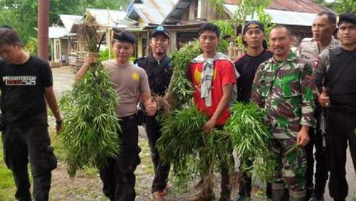 Ladang Ganja Seluas 1 Hektare Ditemukan di Sumsel