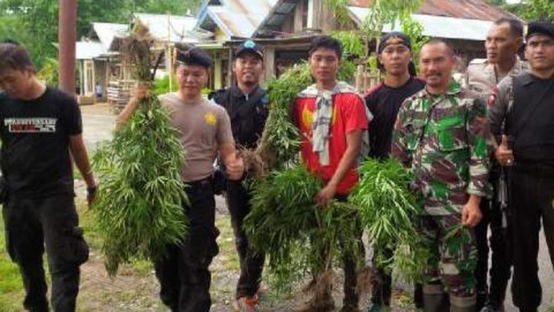 Ladang Ganja Seluas 1 Hektare Ditemukan di Sumsel Ladang Ganja Seluas 1 Hektare Ditemukan di Sumsel