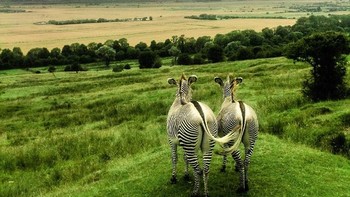 Pemenang nantinya akan disertakan di komisi fotografi berbagai tempat tujuan seperti Tanzania, Vietnam, Abu Dhabi, Italia dan Islandia. Fotografer  Megan Lee mengambil foto dua ekor zebra yang sedang menikmati pemandangan, gambar ini diambil di cagar alam Inggris.  Foto: National Geographic Traveller