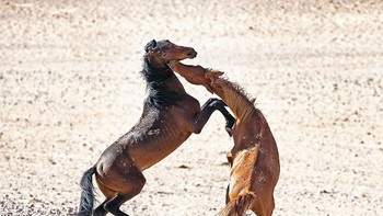 Selama perjalanan di Afrika Selatan, fotografer David Whittle menangkap gambar memukau pertaruangan dua kuda liar di gurun Namib. Foto: National Geographic Traveller