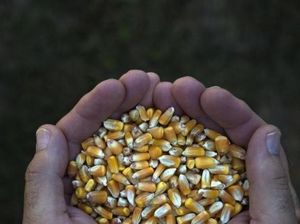 Kementan Akhirnya Luluh, Jagung Impor Tak Lagi Ditahan