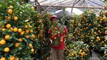 Jelang Imlek, Pedagang Pohon Jeruk Bermunculan