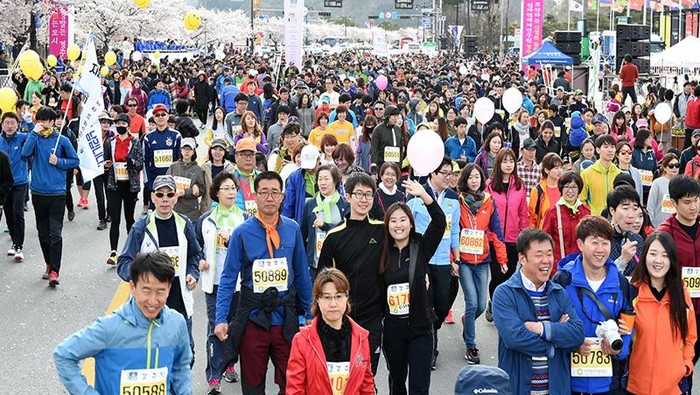 Marathon Berlatar Bunga Sakura yang Bermekaran di Korea, Mau?