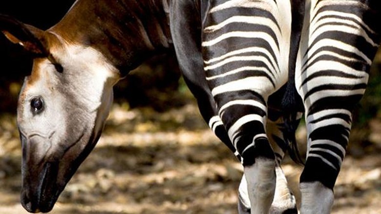  Hewan  Ajaib Kakinya Zebra Badannya Keledai Kepalanya 