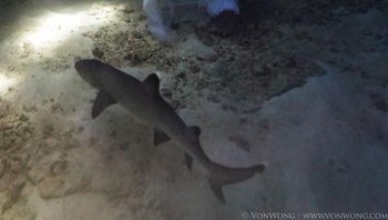 Sang model bernama Amber Bourke merupakan juara freediver. Bourke mengenakan gaun putih yang dirancang khusus untuk pemotretan di bawah air. Foto: Benjamin Von Wong