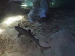 Potret Bidadari dalam Laut Dikelilingi Hiu